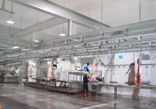 民生实事 区肉联厂迁建项目一期工程竣工验收运营