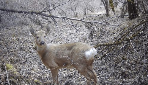 生物多样性保护重大工程 7 建立红外相机观测网络,还原野生动物真实风貌